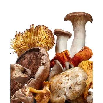 Mushroom (50)-5383715-81387.webp